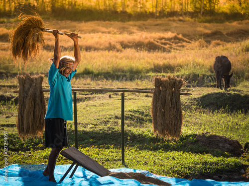 Farmers rice grain threshing during harvest time.
