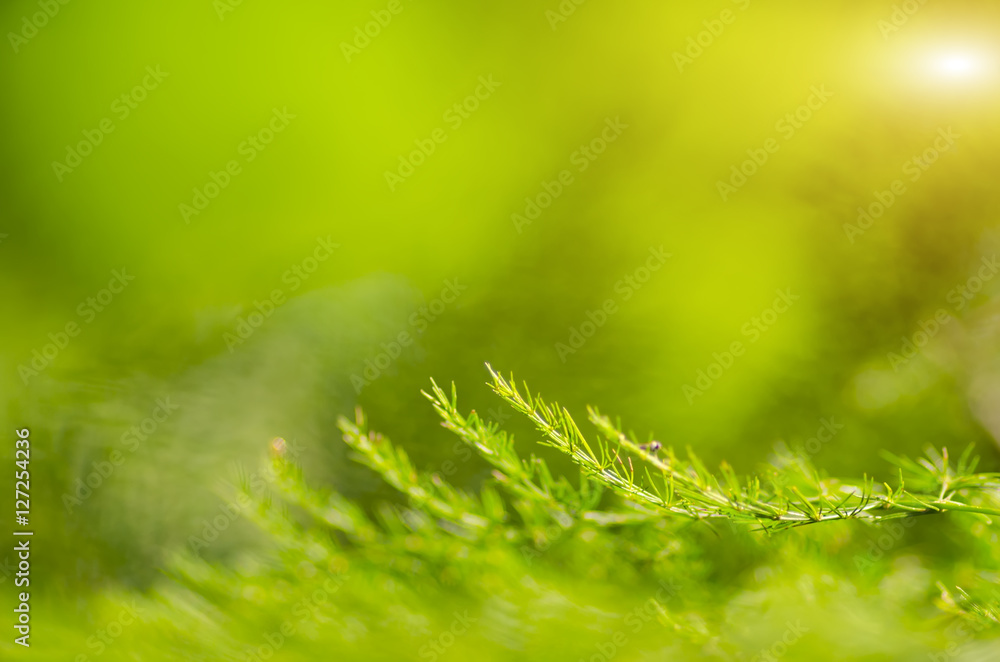 Natural defocused and depth of field (DOF) effect of green leaf, the bokeh effect and morning sunlight Natural defocused and depth of field (DOF) effect of green leaf, the bokeh effect and morning sunlight