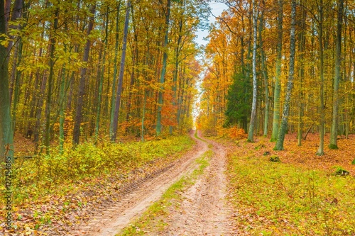 European autumnal forest landscape © milosz_g