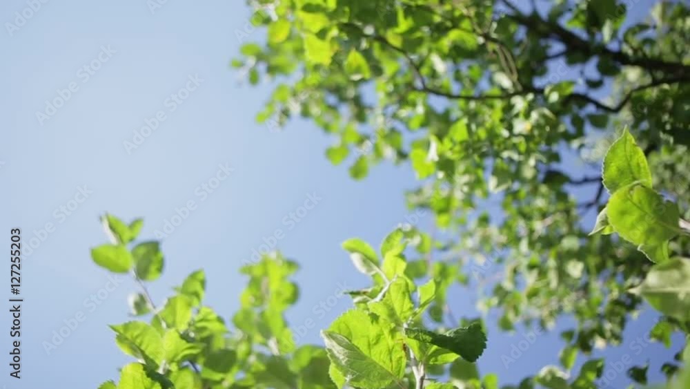 Clear blue sky view through the crown of green tree leaves. Nature portrait. Outside shooting, sunny day, summer. No people around. Natural beauty. Amazing atmosphere. Clear blue sky view through the crown of green tree leaves. Nature portrait. Outside shooting, sunny day, summer. No people around. Natural beauty. Amazing atmosphere.