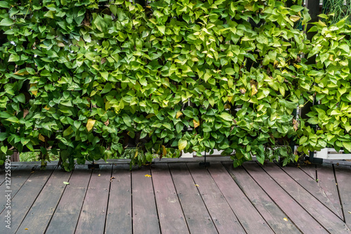 Green leaves wall © santagig