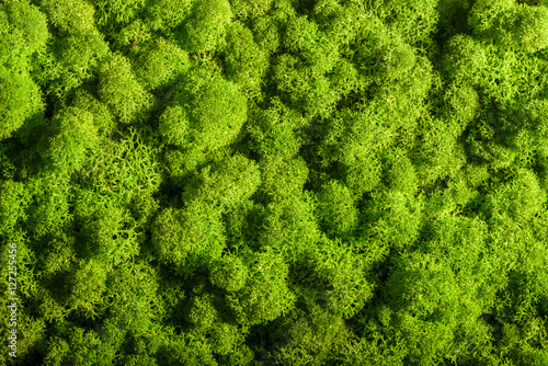 Reindeer moss wall, green wall decoration, lichen Cladonia rangi