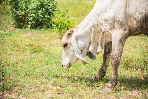 Cow in country,cows on meadow in Thailand photo