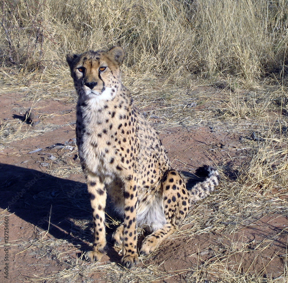 Fototapeta premium Cheetah in Namibia