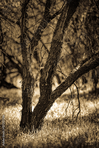 Tree in dry grass