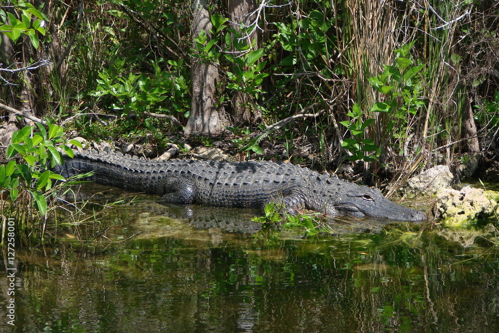 Alligator in Everglades