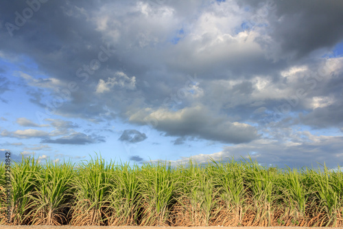 sugarcane field