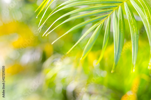 Natural defocused and depth of field  DOF  effect of palm leaf  the bokeh effect and morning sunlight