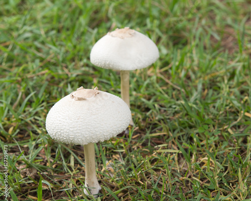 toadstools on Forest lawn