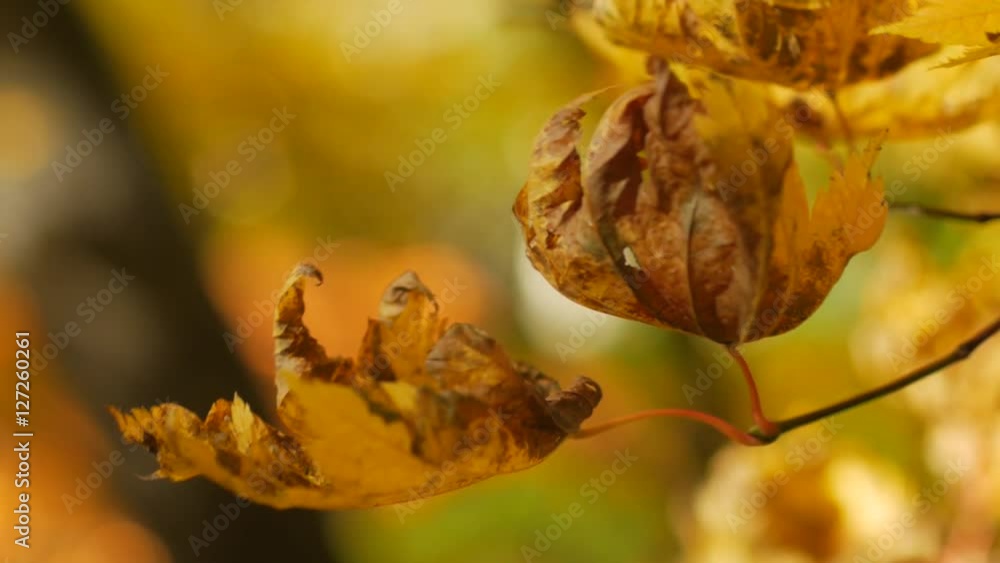 そよ風と木漏れ日の森 59-紅葉 そよ風と木漏れ日の森 59-紅葉