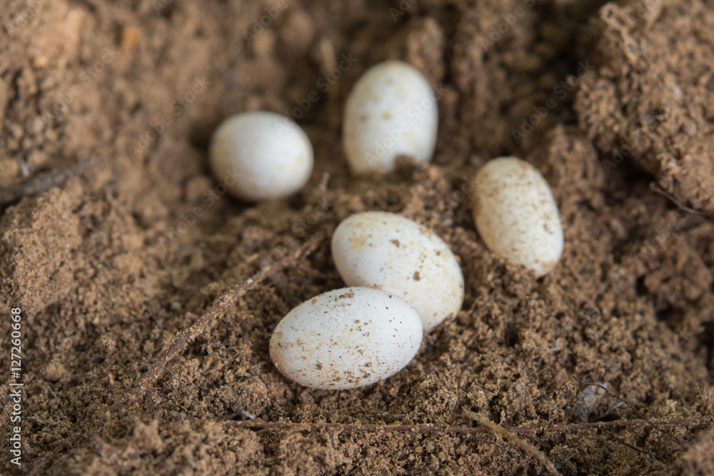 lizard eggs
