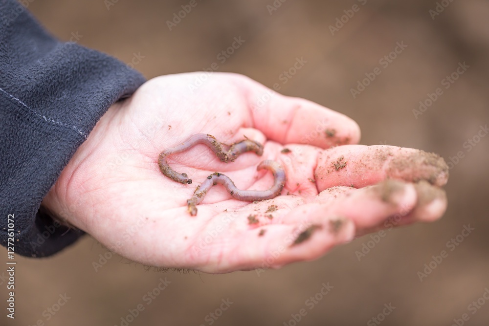 Man hand with earthworm.