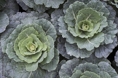 Ornamental or decorative cabbage and kale plants, bright for cold winter days