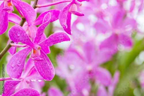 Purple orchid  Mokara  in farm.