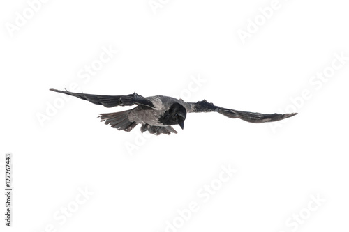 crow in flight