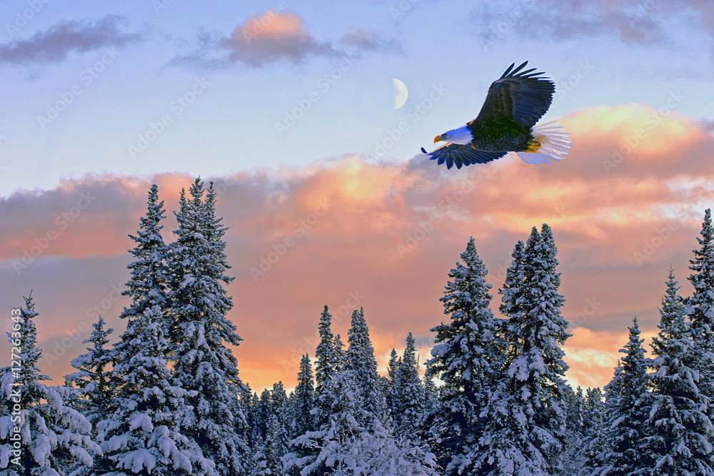 Naklejka premium Winter Scenery with Bald Eagle soaring over snow-covered forest at sunset