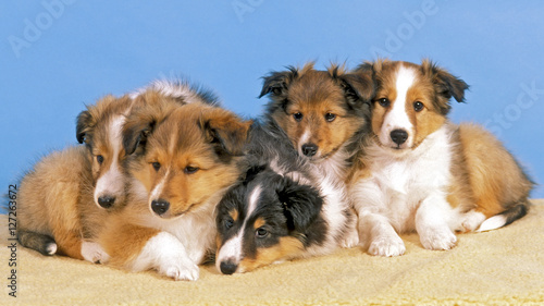 Litter of cute five week old Sheltie puppies resting together