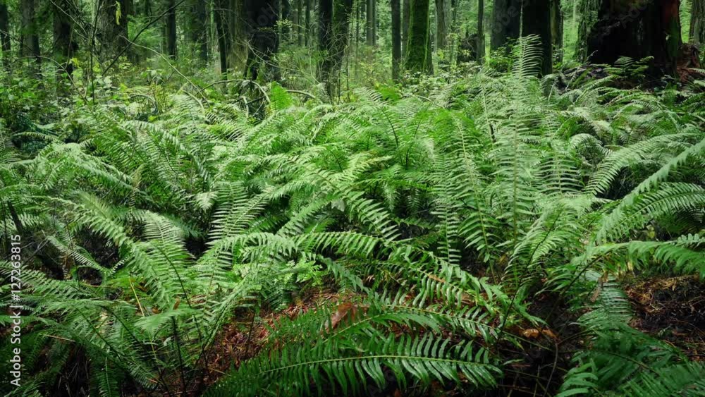 Moving Past Ferns In Verdant Forest Moving Past Ferns In Verdant Forest
