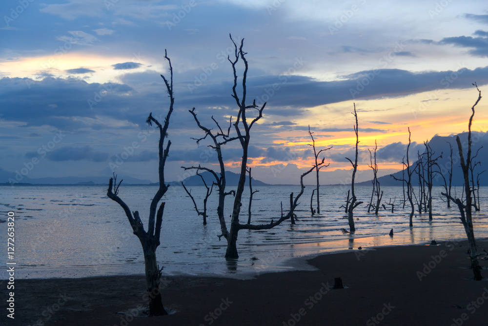 Dead mangrove trees on beach at sunset Dead mangrove trees on beach at sunset