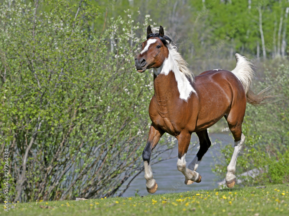 Pinto Gelding galloping on spring meadow by a river Pinto Gelding galloping on spring meadow by a river