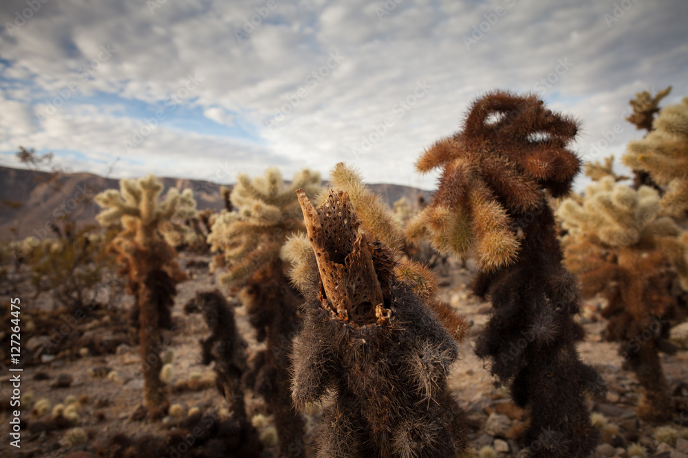 Fototapeta premium Joshua Tree National Park Yucca Valley in Mohave desert California USA