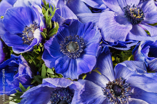 Fototapeta Naklejka Na Ścianę i Meble -  Closeup of a blue and purple gradient poppies anemones. Many flowers - great background. winter flower
