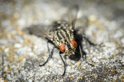 close up of a fly © AR Pictures