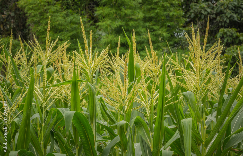 Fototapeta premium Green corn field growing up , Chanthaburi, Thailand.
