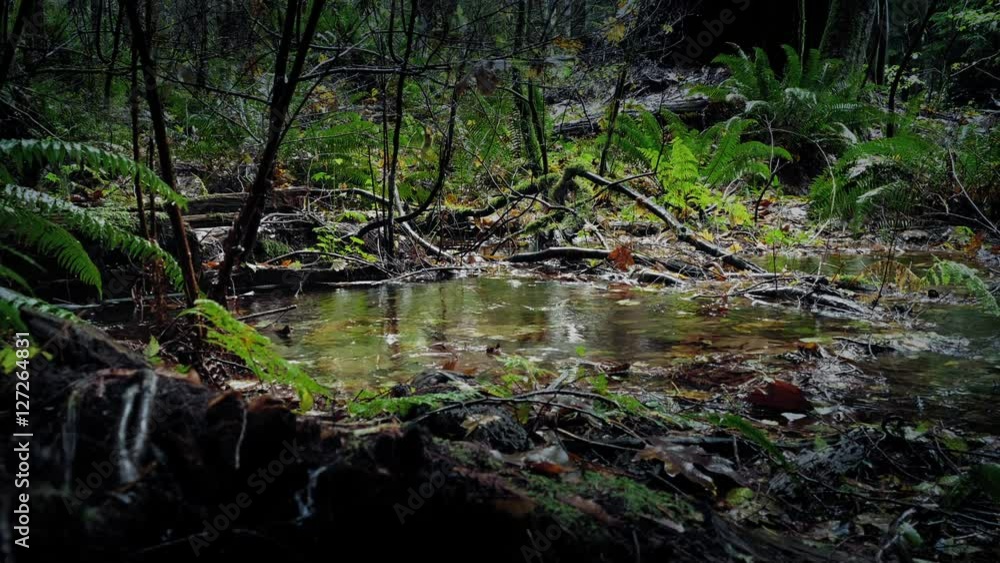 Heavy Rainfall On Pool In The Woods Heavy Rainfall On Pool In The Woods