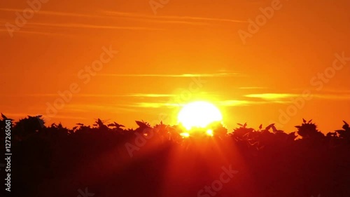 Wallpaper Mural Time lapse sun rising through sunflower field. Pretty shot with amazing colors Torontodigital.ca