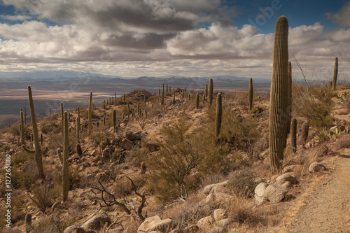 Catalina Mountain State Park near Tucson, USA