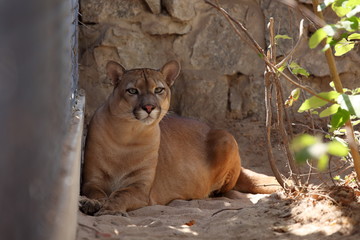 Crédence de cuisine Puma Lion des montagnes au regard fier  © hecke71