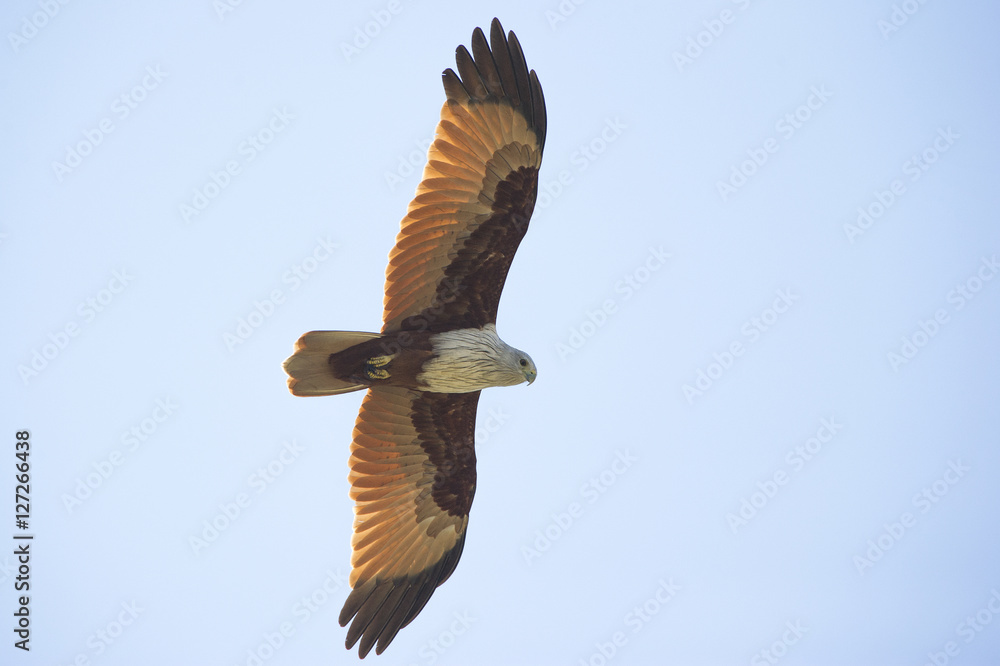 Obraz premium Brahminy Kite flying on blue sky