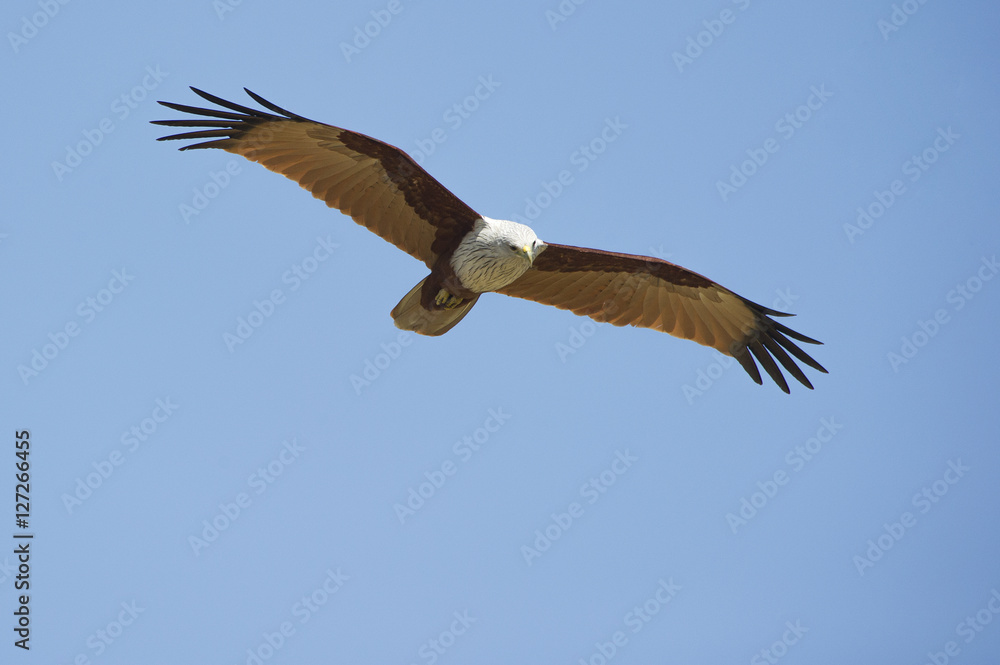 Obraz premium Brahminy Kite flying on blue sky