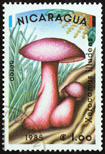 Xerocomus illudens mushroom (Nicaragua 1985) photo