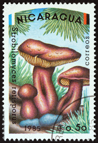 Strobilomyces retisporus mushrooms (Nicaragua 1985) photo