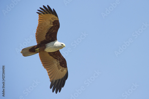 Brahminy Kite flying on blue sky