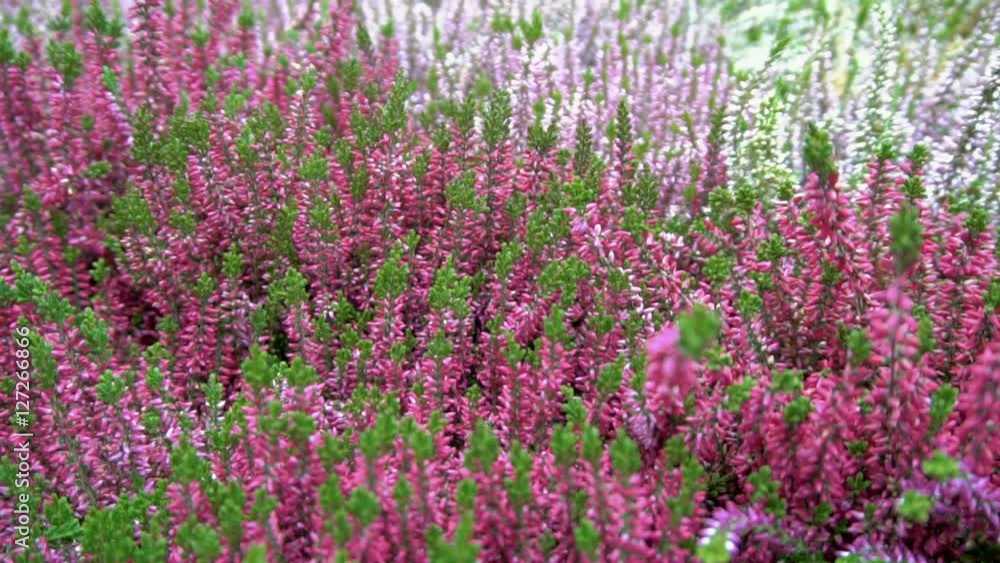 Purple and white lavender Purple and white lavender