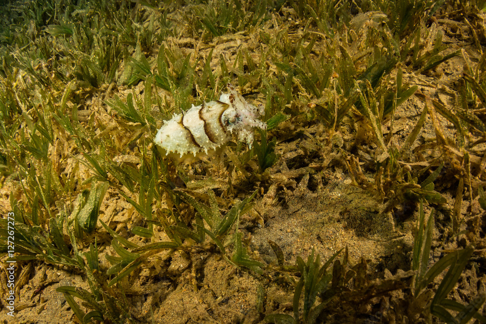 Obraz premium Cuttlefish