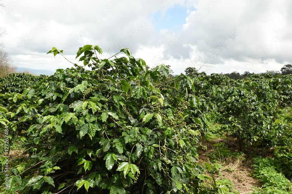 Coffee beans ripening on a tree.