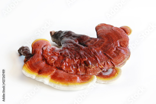 Red ganoderma on white background