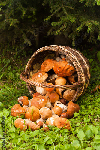 Beautiful Landscape With Edible Mushrooms In Wicker Basket In Forest. White Mushrooms Boletus Edulis. Harvesting Mushrooms. Top View.
