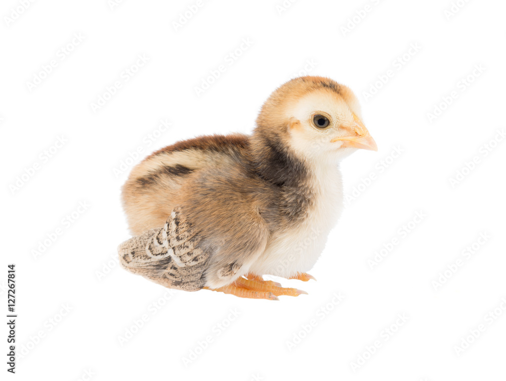 Fototapeta premium Brown Cute chicks on white
