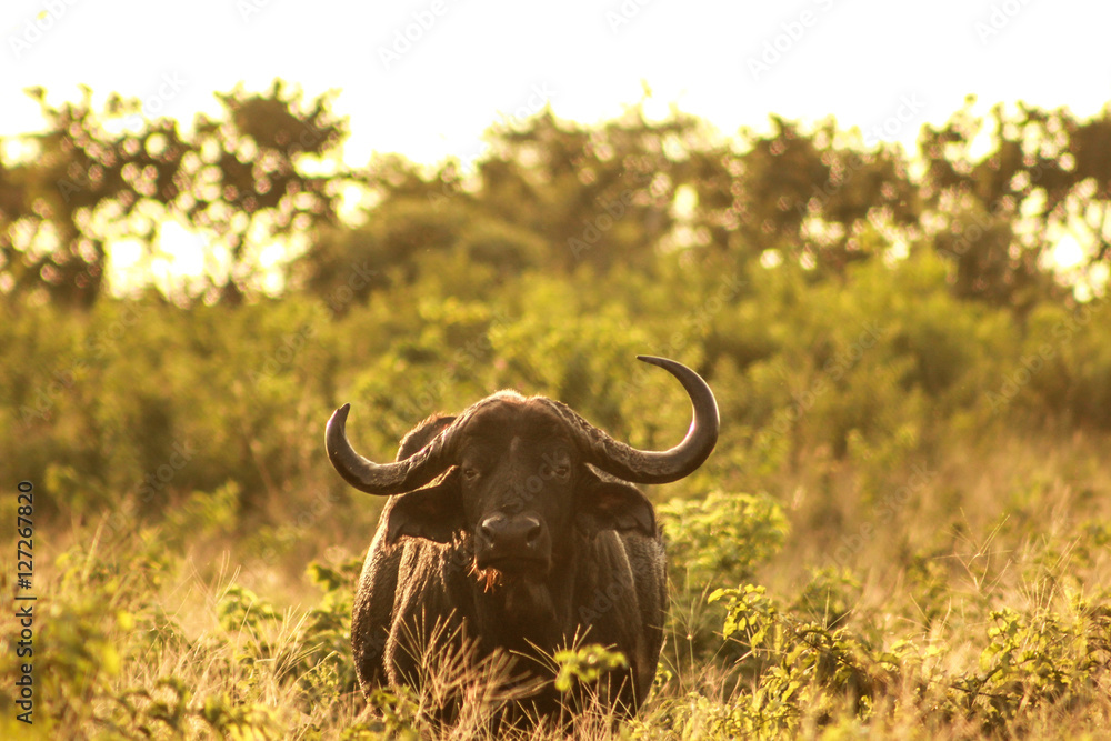 Naklejka premium Buffalo in the golden light of sunset.