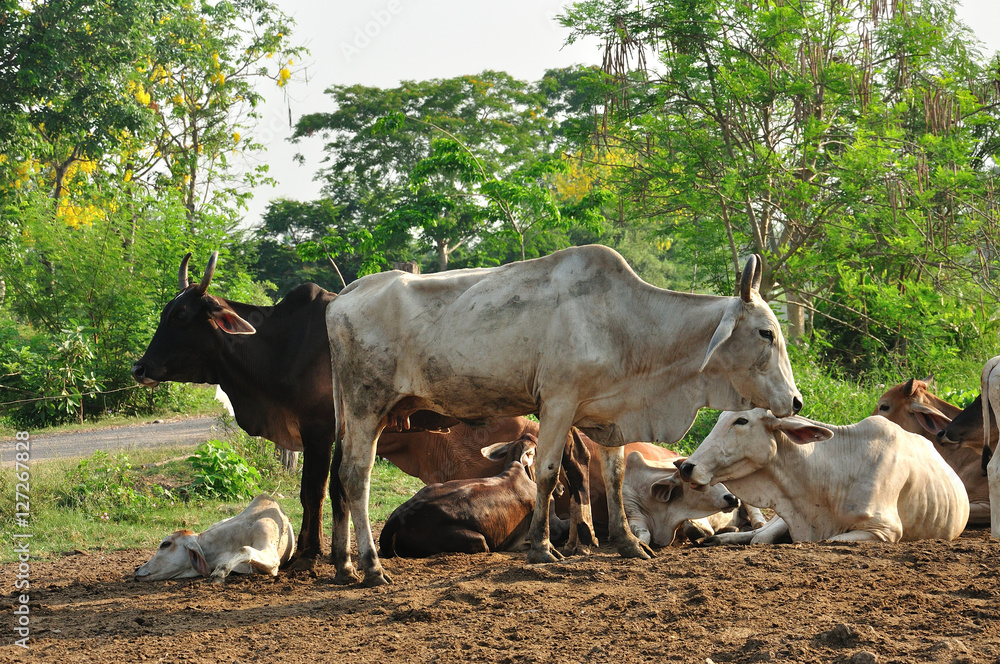 A group of cow resting in a agriculture field A group of cow resting in a agriculture field
