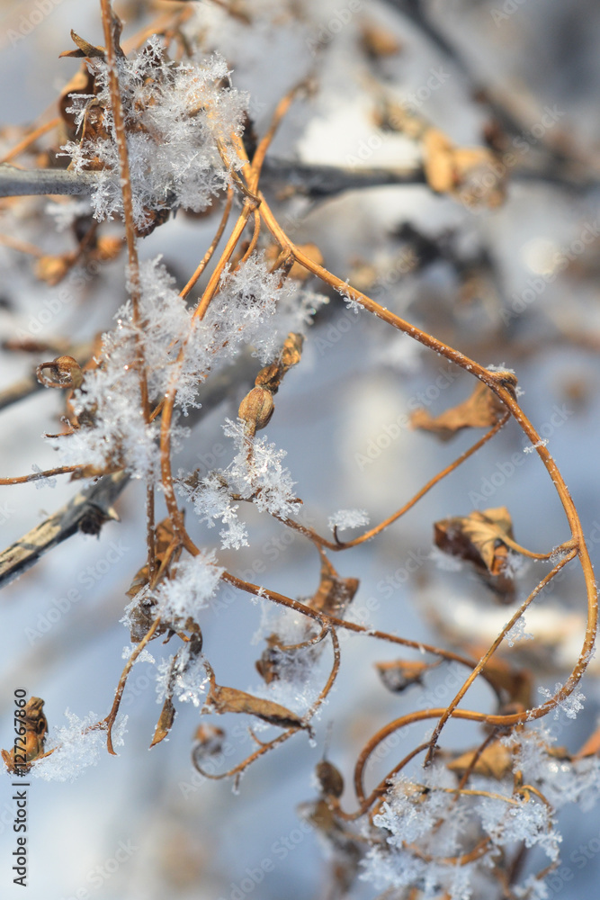 Many snowflakes on a branch. Curlicue Many snowflakes on a branch. Curlicue