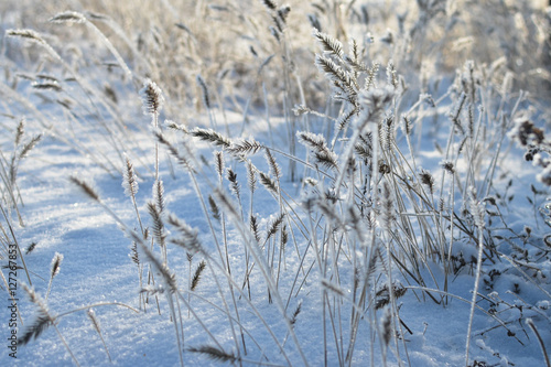 Winter sunny day. Grass. Frost © zamury