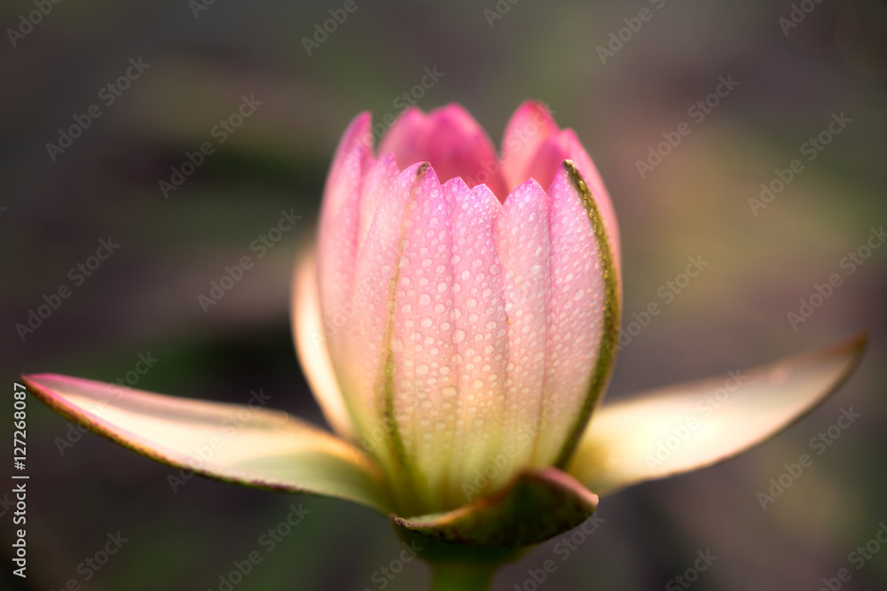 Water drop on colorful-pink water lily