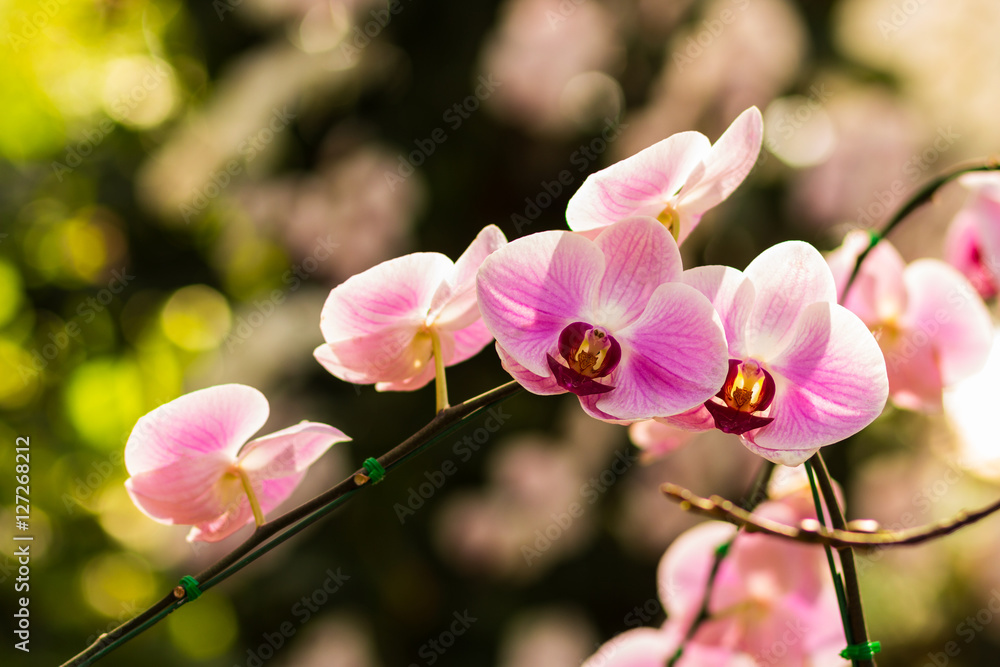 Fototapeta premium Close up of pink orchid flower