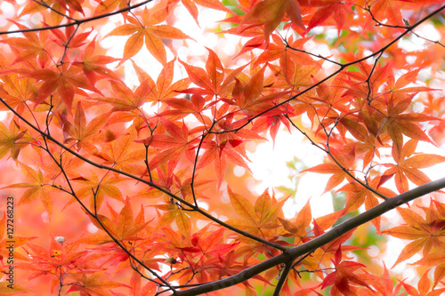 Red maple